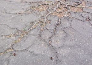 Tree Roots Growing Under Pavement Totem, WA Seattle WA Paving